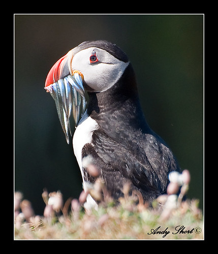 Puffin with Sandeels..