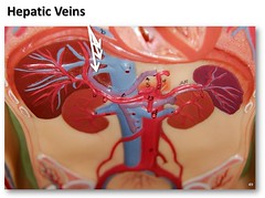 Hepatic veins - The Anatomy of the Veins Visual Guide, page 49 (of 52) por robswatski