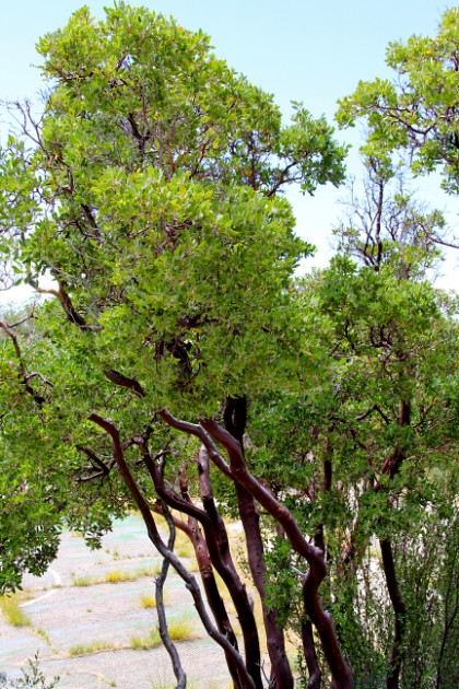 manzanita tree