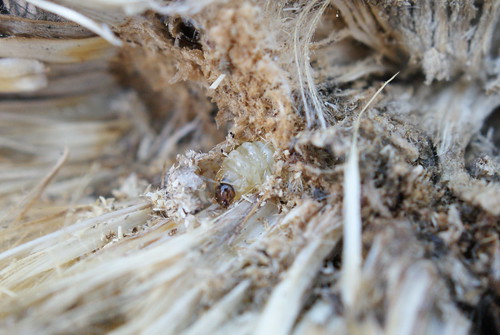 Metzneria aestivella - larva on Carline Thistle