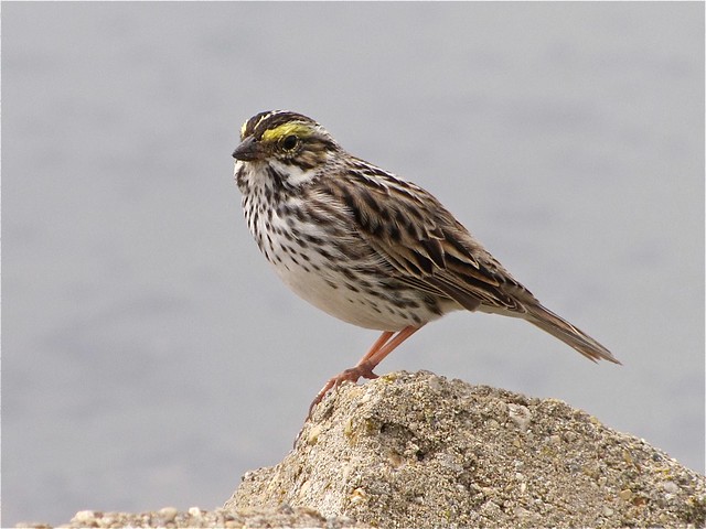 Savannah Sparrow at Gridley Wastewater Treatment Ponds 07