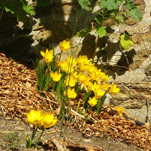 je ne sais pas quels sont ces crocus fleuris à cette saison, mais c'était magnifique by Claudie K