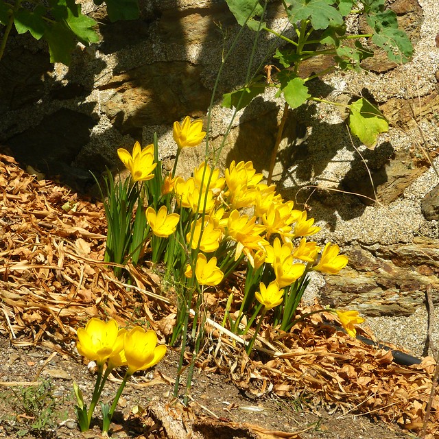 je ne sais pas quels sont ces crocus fleuris à cette saison, mais c'était magnifique