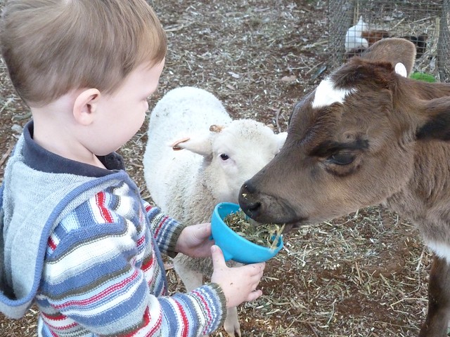Feeding the animals
