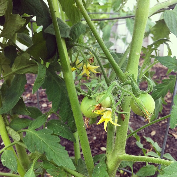 Our first tomatoes of this season. Can't wait to make salsa! #jonahbonahgarden2013