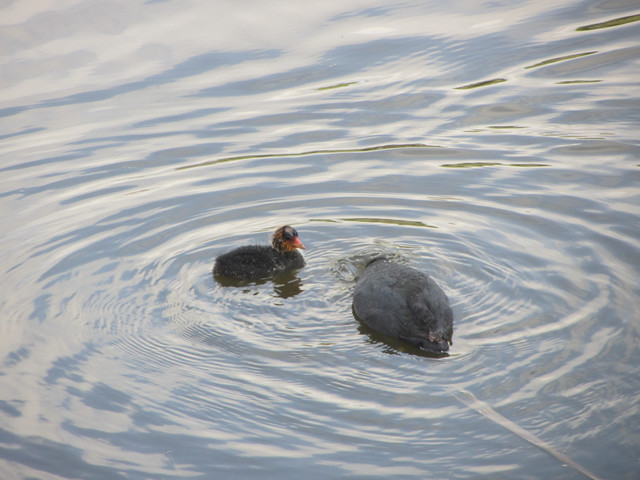 mama coot and her baby