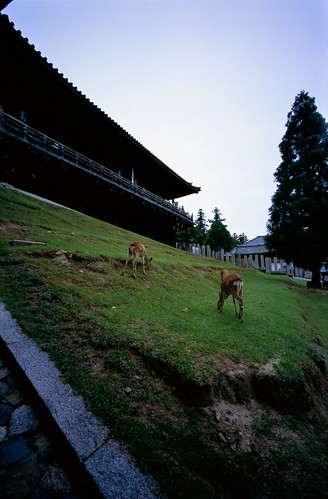 Scene with Nigatsu-do of Todai-ji Temple and deers.