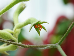 Haemodoraceae　ハエモドルム科