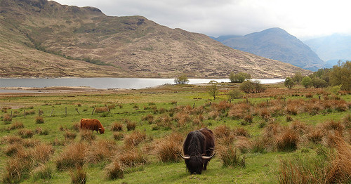 wooly cows and countryside