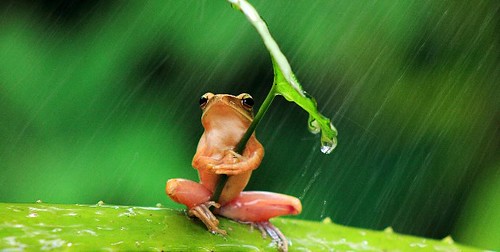 MY PRINCE CHARMING ~ USING A LEAF AS AN UMBRELLA WAITING FOR ME :)