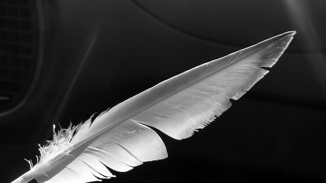 DSC05969 4 110813 feather
