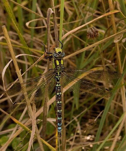 Southern Hawker 1