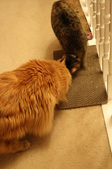 Jasper and Maggie checking out the nip