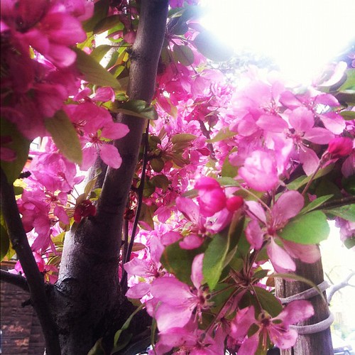Cherry-blossom fantasyland - I miss you already.