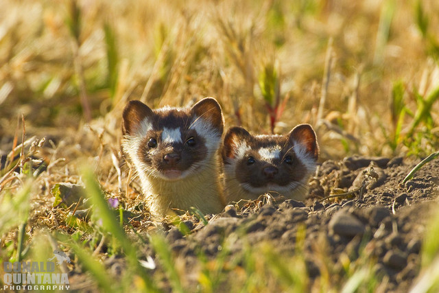 Long-tailed Weasel, Mustela frenata, pair of young looking out of a burrow, Montana de Oro State Park, California