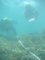 每年夏天的珊瑚體檢與淨灘 圖為2009年志工水下作業情形 照片為潛水志工提供