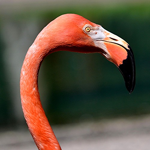 Flamingo's black beak almost disappears into dark background by jungle mama