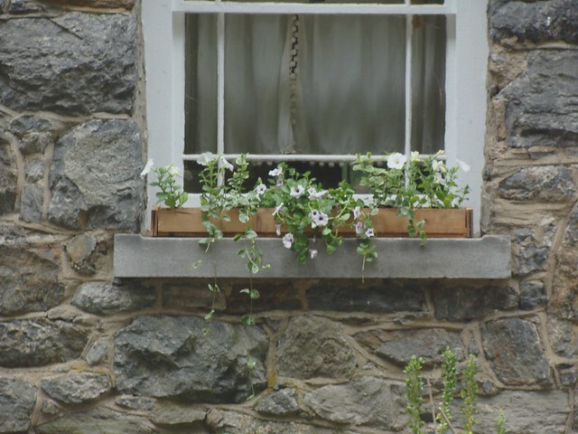 Hanging Plants Windows