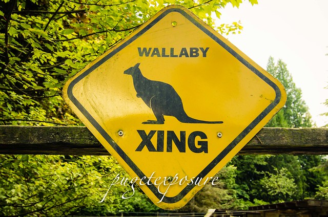 Wallaby Xrossing