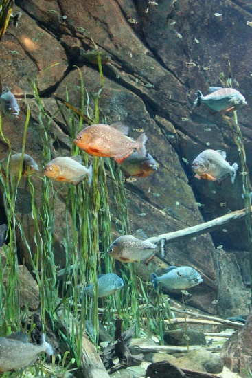 Georgia Aquarium, 4