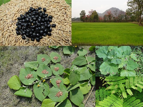 Medicinal Rice Formulations for Diabetes Complications, Heart and Kidney Diseases (TH Group-74) from Pankaj Oudhia’s Medicinal Plant Database by Pankaj Oudhia