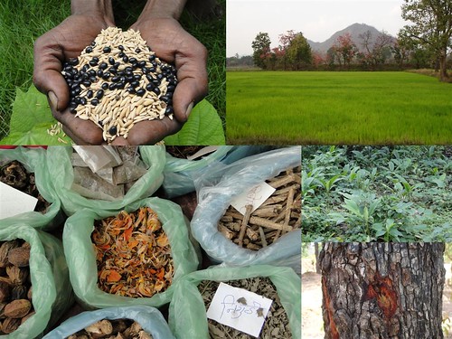 Medicinal Rice Formulations for Diabetes Complications, Heart and Kidney Diseases (TH Group-96) from Pankaj Oudhia’s Medicinal Plant Database by Pankaj Oudhia