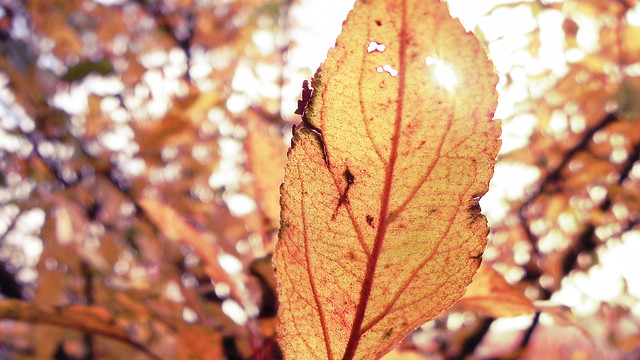 Autumn leaf in the sun