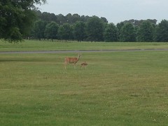 Doe and Fawn at Berry College 