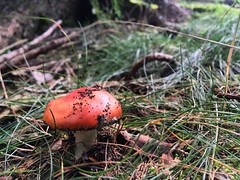 A l'orée du bois  #lacdespises #forest #gard #cevennes #nature #calm #mushroom #redmushroom #branch #ride #dourbies