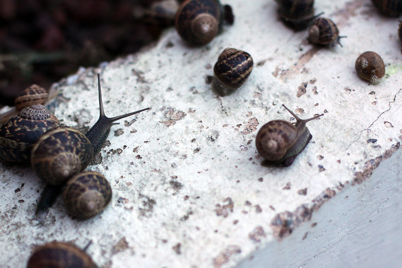 Snail Relocation
