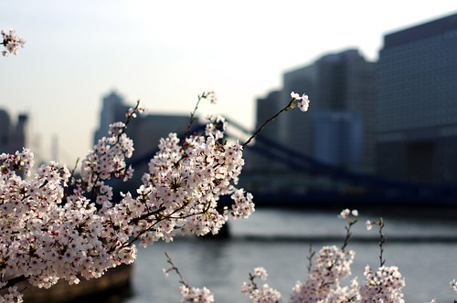 清洲橋と桜