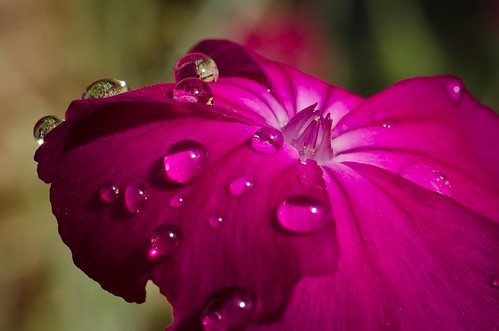 Morning Raindrops on a flower -2 - NIKON D5100 - 35.0 mm f-1.8