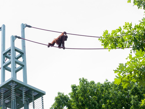 Orangutan crossing