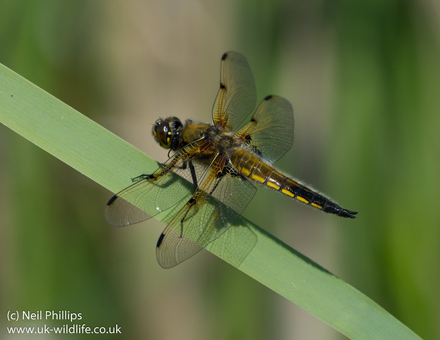 4 spotted chaser male Libellula quadrimaculata