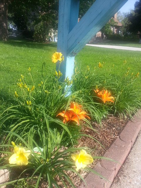 Day Lilies Blooming