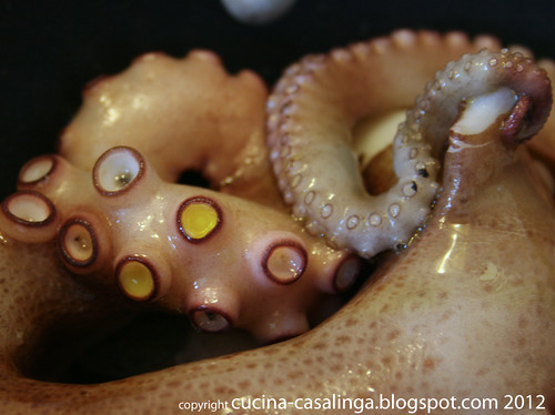 Oktopus Olivenoel