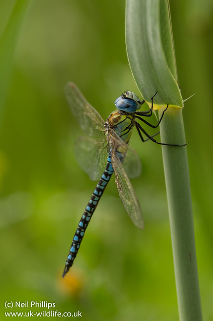 Southern migrant hawker Aeshna affinis-2