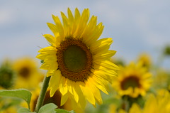 Sunflower Field at Pope Farm Conservancy 2013-08-04
