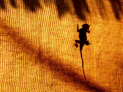 Agama warming itself in the early morning sun...