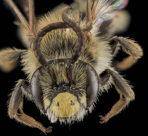 Andrena cragini, M, Face, SD, Pennington County_2013-09-06-14.03.16 ZS PMax
