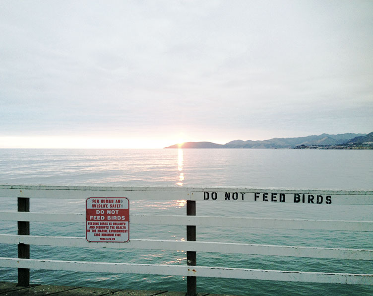 do-not-feed-the-birds-pismo-beach-seagull