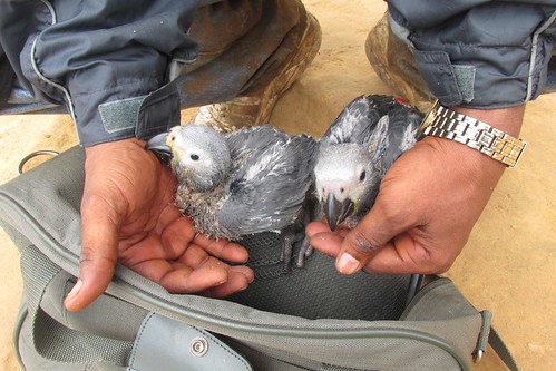 captured fledglings