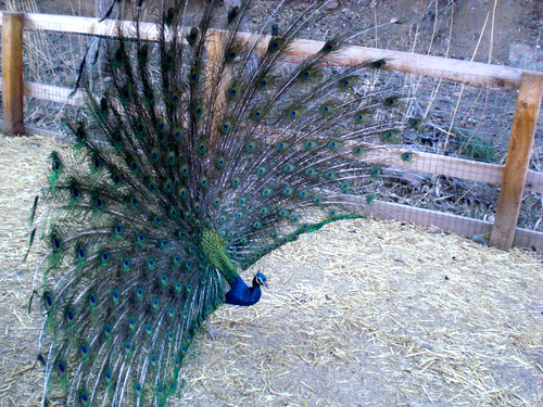 Project 365:83/365 - Peacock