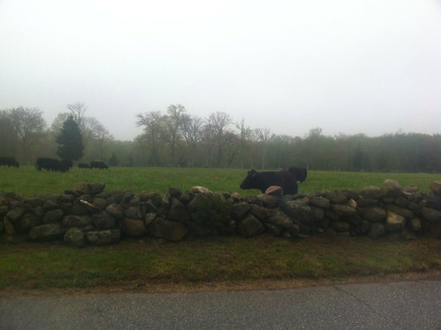 Fog, cows, stone wall