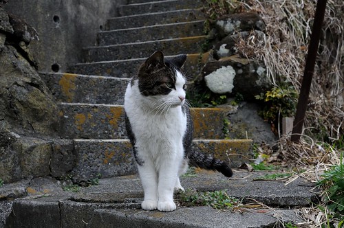 江ノ島の猫 / Cats in Enoshima