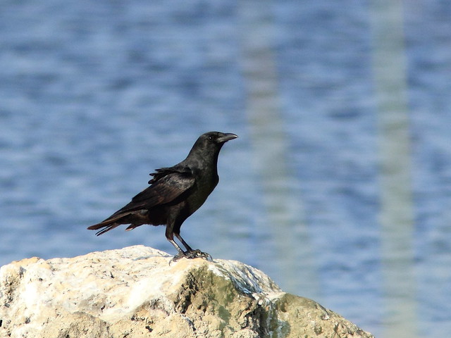 Fish Crow 20120413