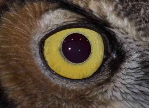 Great Horned Owl eye