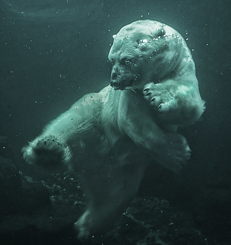 Kung Fu Polar Bear by MattStallone@gmail.com