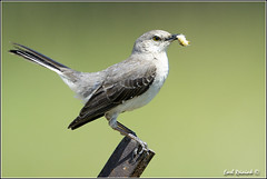 Mockingbird (Northern)