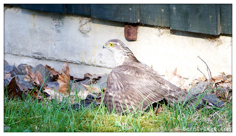 Sparrow Hawk / Spurvehauk